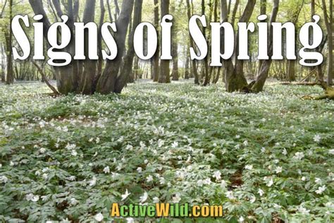 10 Sign Of Spring In Britain First Signs Of Spring In The Uk