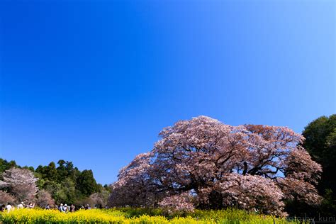 Pink Blossom Tree During Daytime Hd Wallpaper Wallpaper Flare