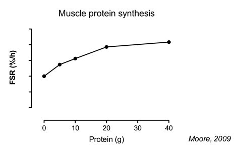 The Ultimate Master Guide To Muscle Protein Intake And Synthesis