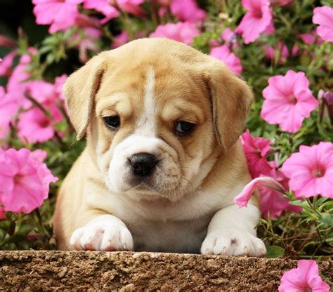 You will fall in love effortlessly with our miniature bulldogs! Miniature Bulldog Puppies For Sale | Mini Bulldog Pups ...