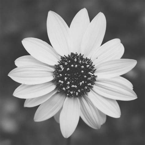 Daisy Pfp