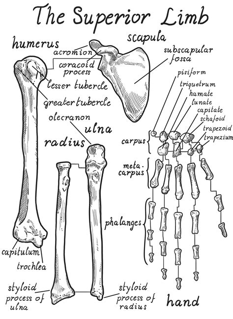 Digital Anatomical Drawing Upper Limb Downloadable Etsy