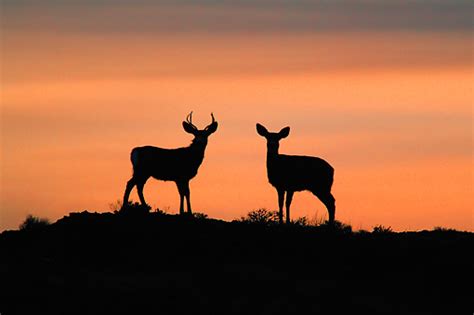 20 buck clipart doe free clip art stock illustrations #24614856 browning symbol buck clipart browning pencil and inlor buck jpg #24614865 A Bridesmaid's Guide to Planning a Stag and Doe - The ...