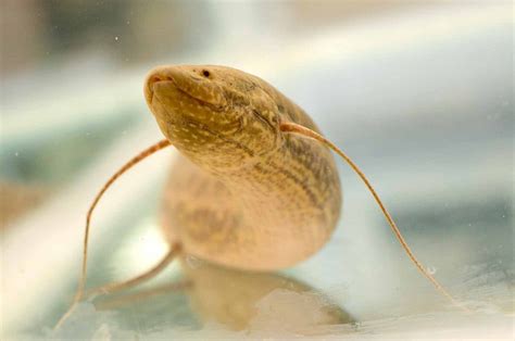 African Lungfish Study Indicates That Walking Evolved In The Water