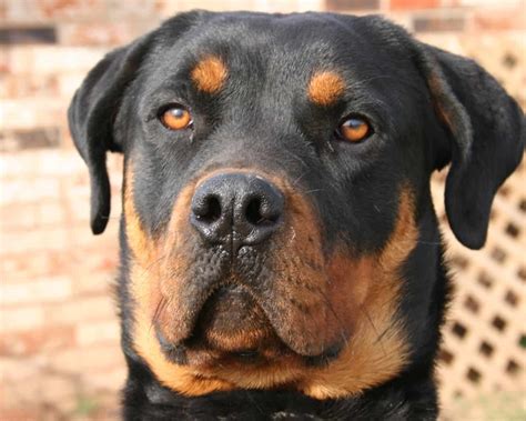 Rottweiler Colors The Standard And Rare Rottie Coat Colors K9 Web