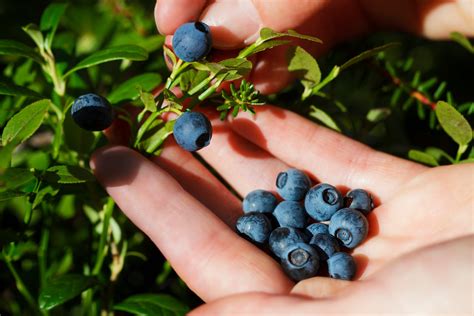 How To Pick Blueberries At A Farm Or Grocery Store