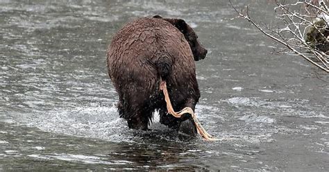 Bears Can Get Tapeworms From Eating Raw Salmon Album On Imgur