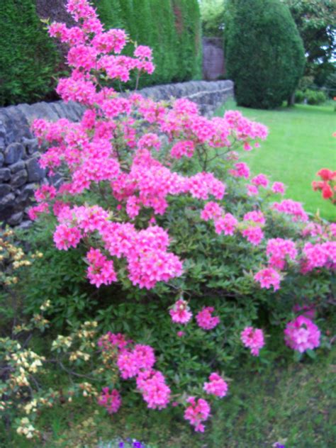 Tips For Flowering Shrubs In Your Border Gardeners Tips
