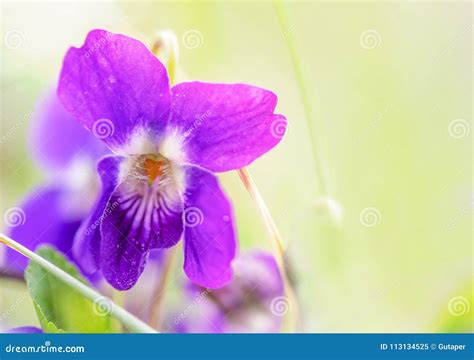 Macro Photo Of A Wild Violet Flower On A Meadow In The Spring Morning