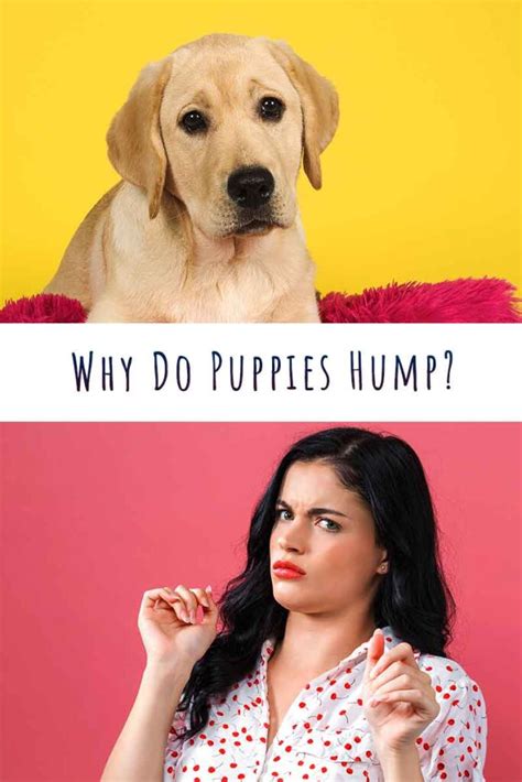 Why Do Puppies Hump And Is It Normal For Them To Do So