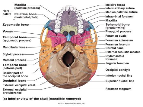 These multiple bones also feature foramina (holes) that allow important cranial nerves and blood supply to cross from the inside to the. skeletal bones from head to toe | Palatine Bones (2) (Facial bones) | Skull anatomy, Human ...