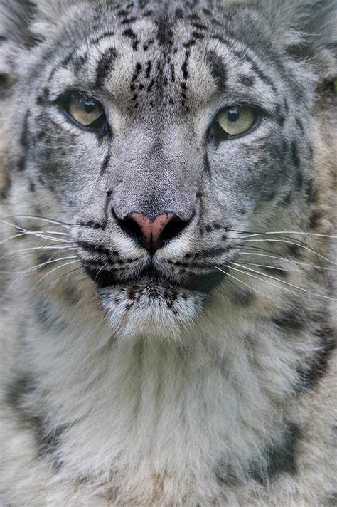 Snow Leopard Panthera Uncia Female Portrait Captive Photograph By