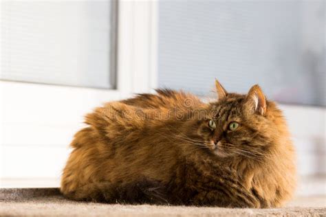 Beautiful Long Haired Cat In Relax Domestic Animal Of Livestovk Stock
