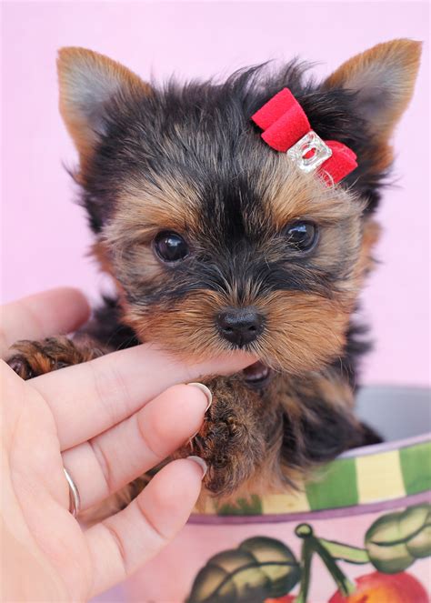 Our puppy price is rm2700 to rm 3700 ringgit malaysia depending on the litter. Micro Tea cup Yorkie Puppies at TeaCups Puppies and ...