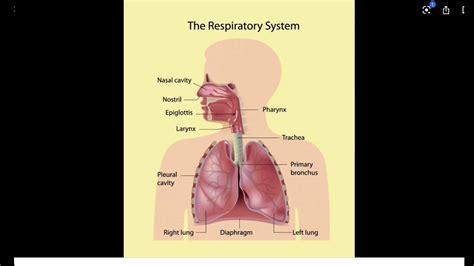 Respiratory System Facts And Pictures Youtube