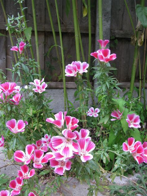 Dwarf Godetia Perennials Flora Wild Flowers