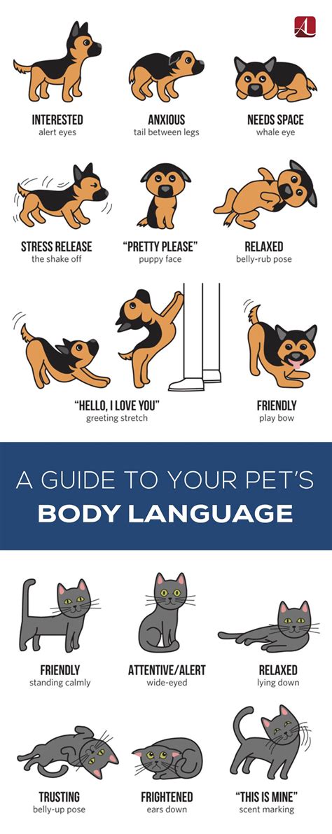 A Guide To Your Pets Body Language American Lifestyle Magazine Dog