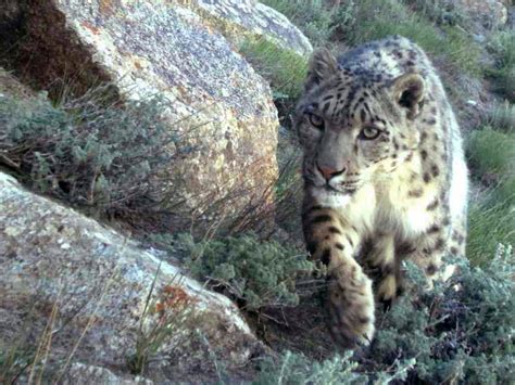 Why International Snow Leopard Day Matters National