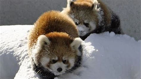 Baby Red Pandas Playing In The Snow Video Dawn Productions