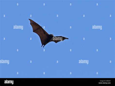 Christmas Island Flying Fox Pteropus Natalis Adult In Flight