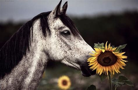 Horse Smelling A Sunflower In 2020 Horse Flowers Sunflower