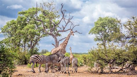 Kruger National Park Mpumalanga And Limpopo Provinces Travel