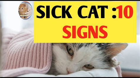 Sick Cat10 Signs Of A Sick Cat Youtube