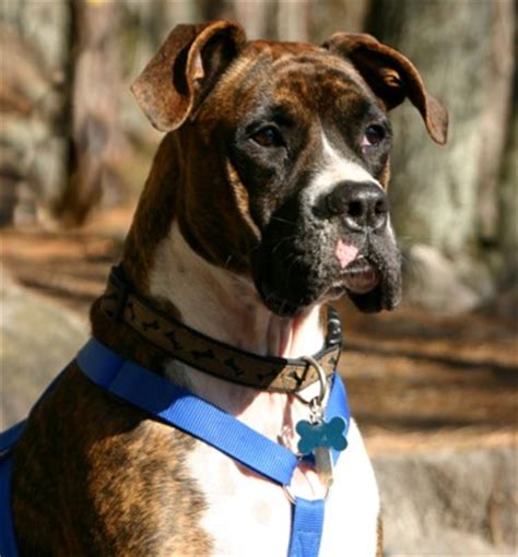 How long do they live, their temperament, feeding the boxane would display the great dane's courteousness, as well as the boxer's loving and faithful nature. Great Dane Boxer Mix - AllMutt.com