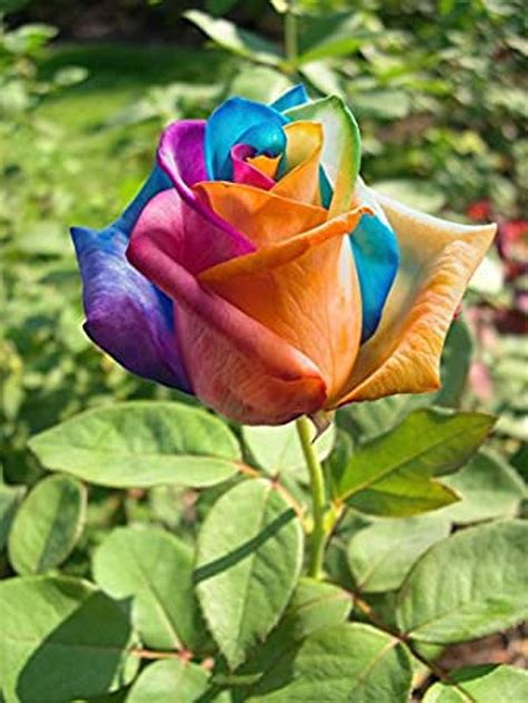10 Fresh Rainbow Rose Seeds Rare Perennial Flower Blooms Etsy Canada