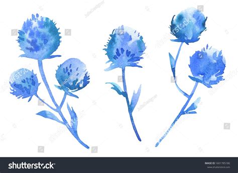 Watercolor Hand Drawn Blue Eryngium Planum Set Isolated On White Stem