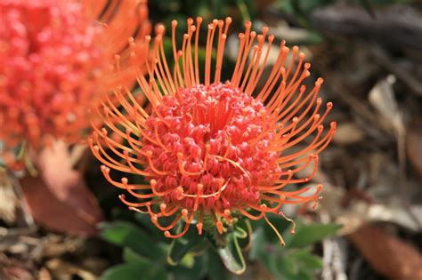 Leucospermum Cordifolium Walgreens Photo Photo Service Drought