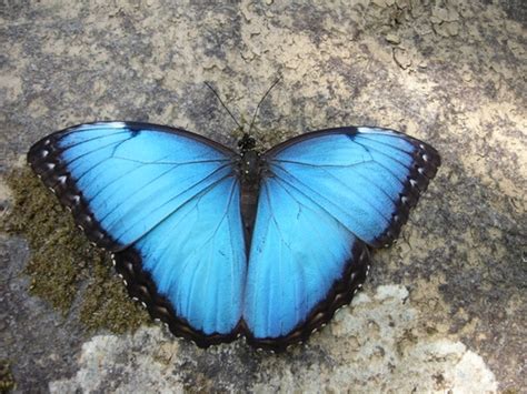 Mariposa Morfo Azul Común Morpho Helenor