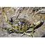 European Green Crab Status Update – Washington Sea Grant