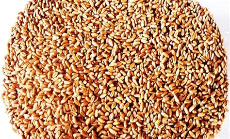 Hard Red Winter Wheat 1 Lbs Excellent For Growing Wheatgrass To