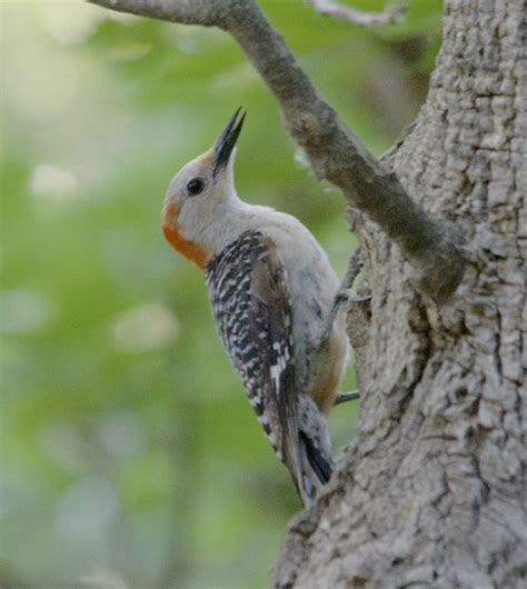 Photography By Deb Hirt Oklahoma Breeding Bird Species Profile Red