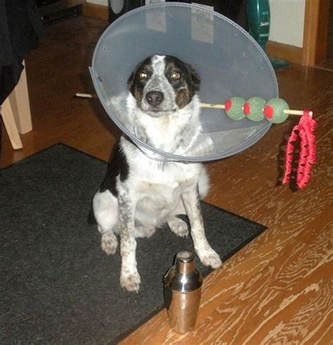 18 People Who Knew Exactly What To Do With Their Dogs Cone Of Shame