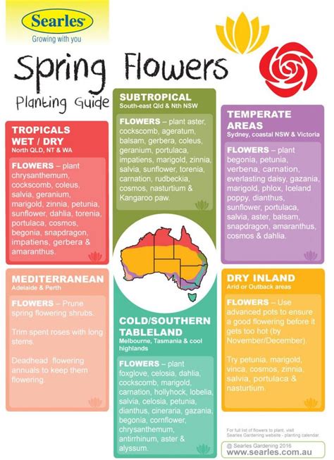 Spring Flower Planting Guide By Temperate Zones Australia Winter
