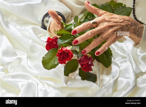 Roses In Old Woman Well Groomed Hands Elderly Woman With Beautiful Red Manicure Holding Red