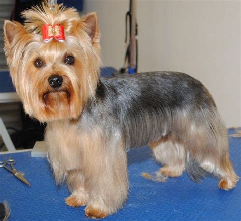 Can you keep a yorkie s hair short as an adult from photos.demandstudios.com. after the haircut .. how beautiful .... | My Yorkie world ...