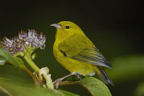 Hawaii Native Forest Birds On Kauai At Risk Of Extinction From
