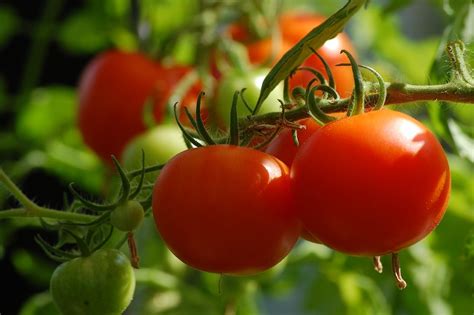 We did not find results for: How Much Sun Do Tomatoes Need? | This Gardener