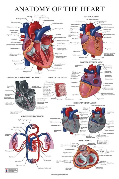 Buy 4 Pack Anatomical Poster Set Laminated Muscular Skeletal