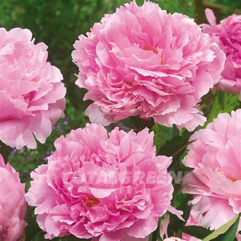 Peony Paeonia Pink Planting Instructions Totalgreen Holland