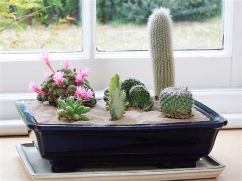 And boy have they grown! 16 Simple Yet Beautiful DIY Cactus Pots That Everyone Can Make