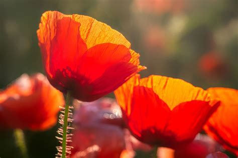 Poppies Flowers Red Free Photo On Pixabay Pixabay