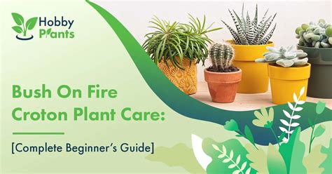 Bush On Fire Croton Plant Care Complete Beginners Guide