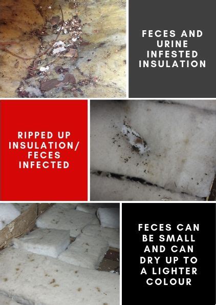 Ideal glue for floors with underfloor warming. Rodent Control Services - Insulation - Pest Control Perth ...