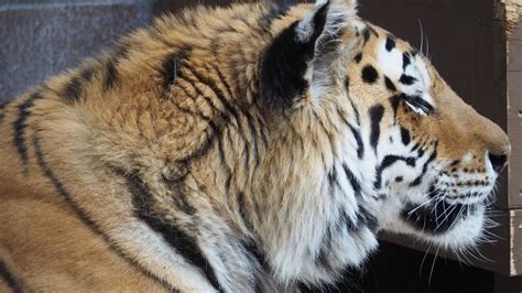 Images Gratuites Animal En Regardant Faune Zoo Fourrure Portrait