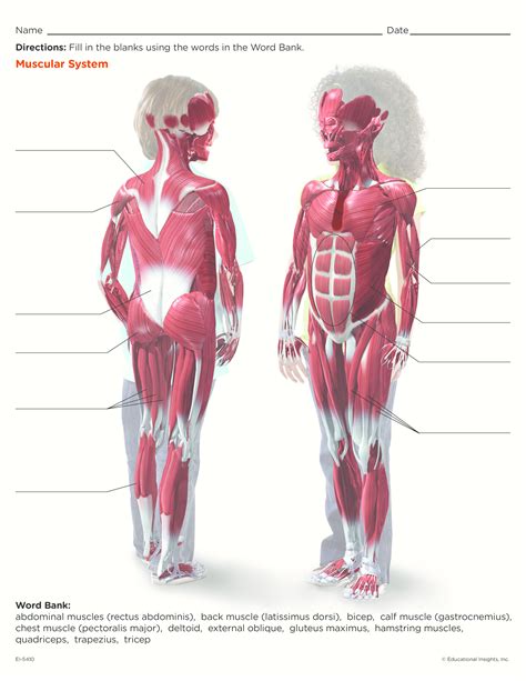 Specialized tissue that enable the body and its parts to move. Pin by Peggy Harrill on fun science | Muscular system for ...