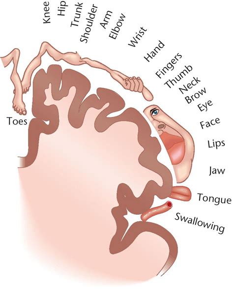 Homunculus Speech Language Pathology Speech And Language Tms Therapy Therapy Ideas